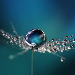 5 Tips for Water Droplet Photography