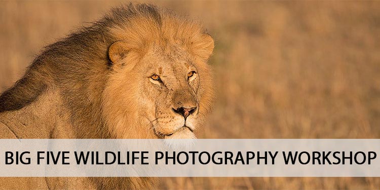 BIG FIVE WILDLIFE PHOTOGRAPHY WORKSHOP, SOUTH AFRICA