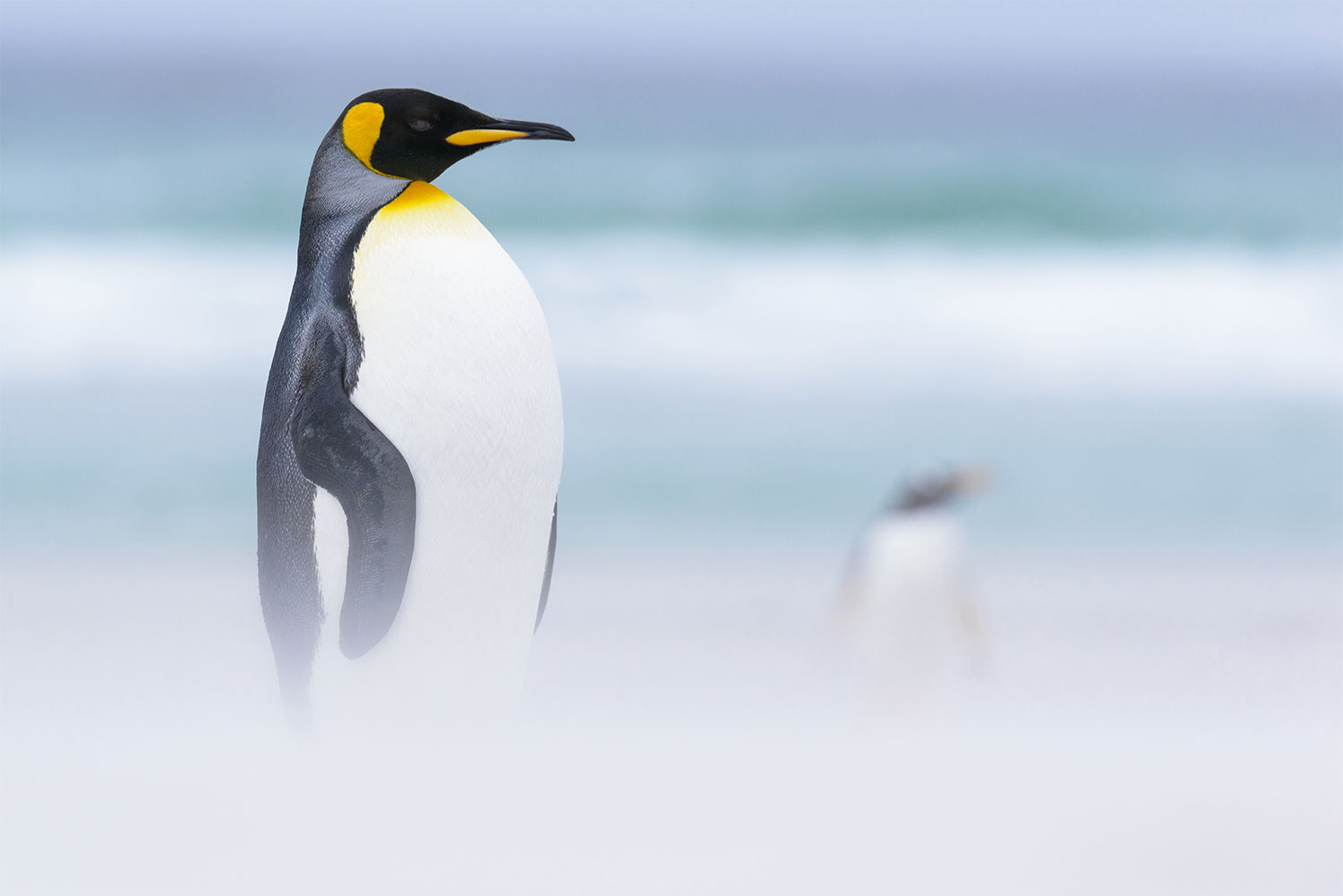 By Shem Compion | Wild Shots Cape Town 2015